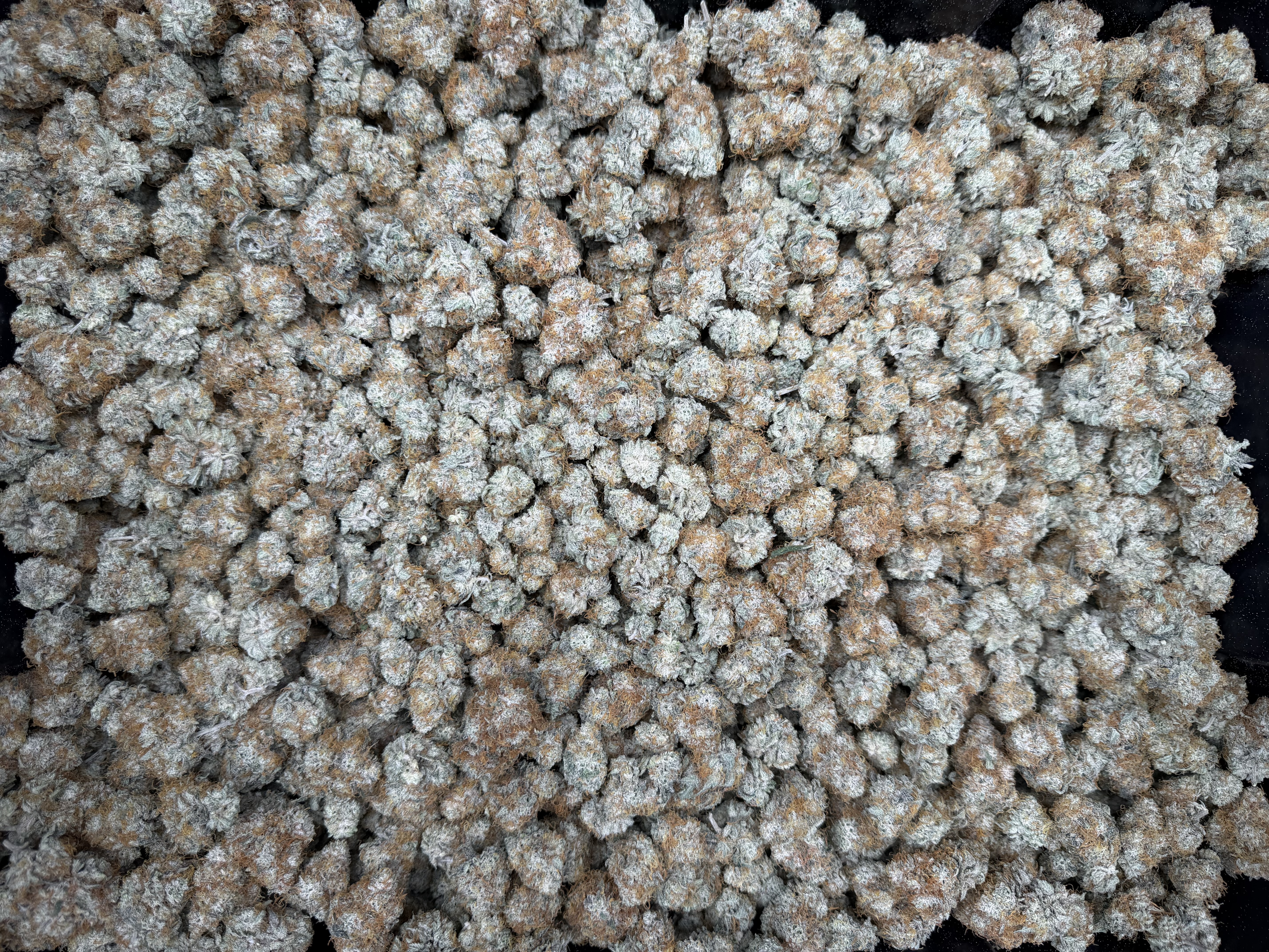 Gelonade 25g